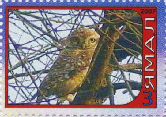 Owl