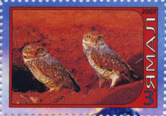 Owl