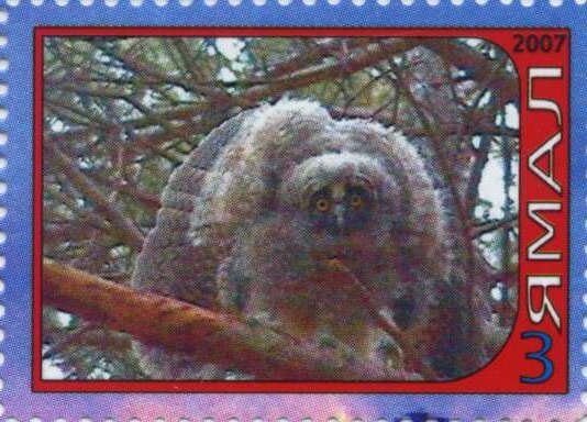 Owl