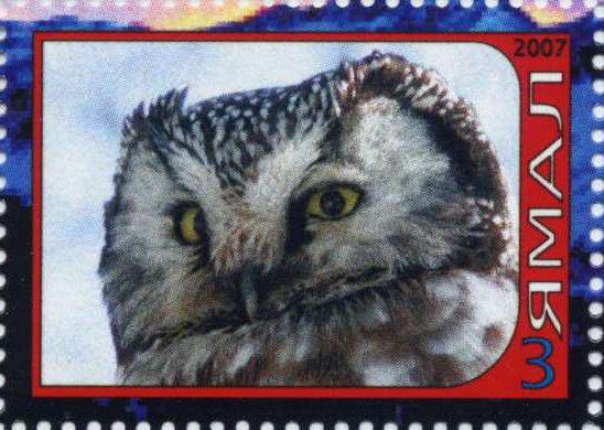 Owl