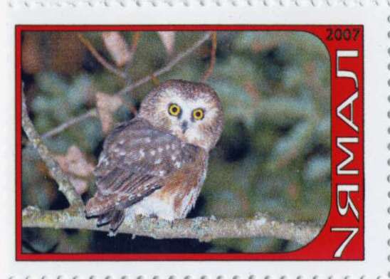 Owl