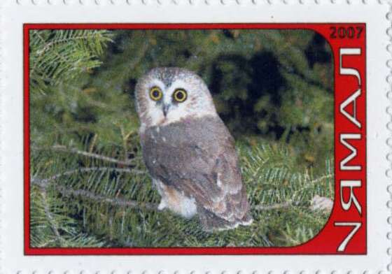 Owl