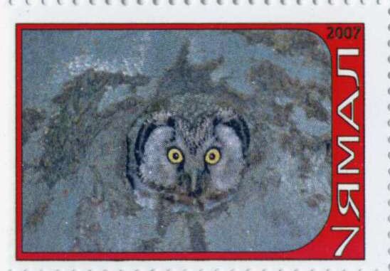 Owl