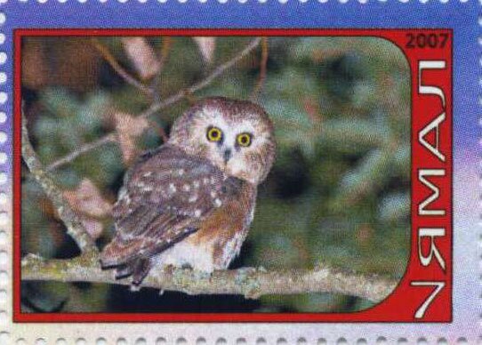 Owl