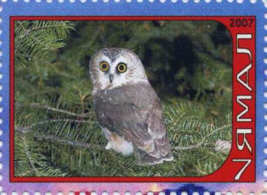 Owl