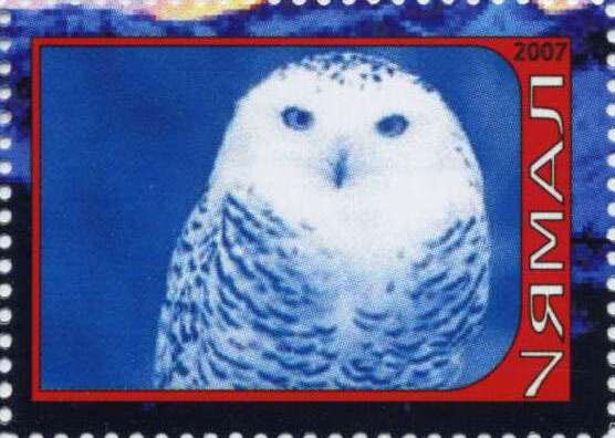 Owl