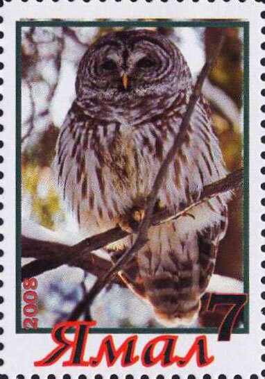 Owl