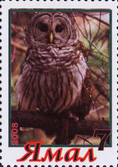 Owl