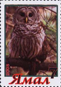 Stamp, Owl, Cinderellas,  , Animals (Fauna), Birds, Birds of Prey, Owls