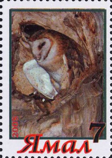 Owl