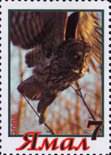 Owl