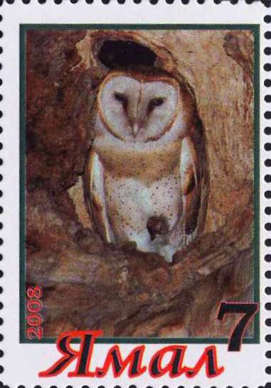 Owl