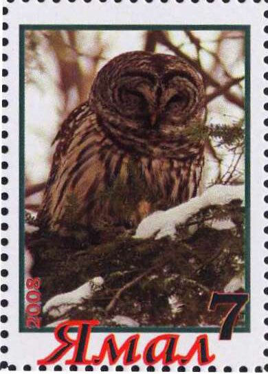 Owl