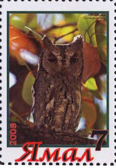 Owl