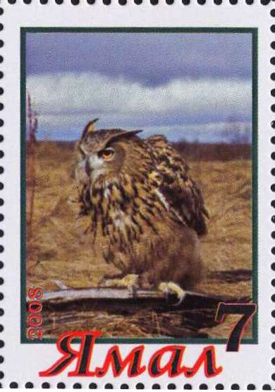 Owl