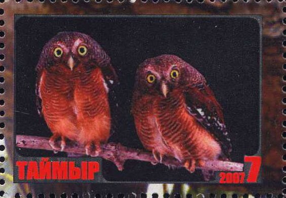 Owl