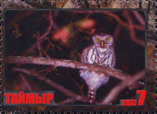 Owl
