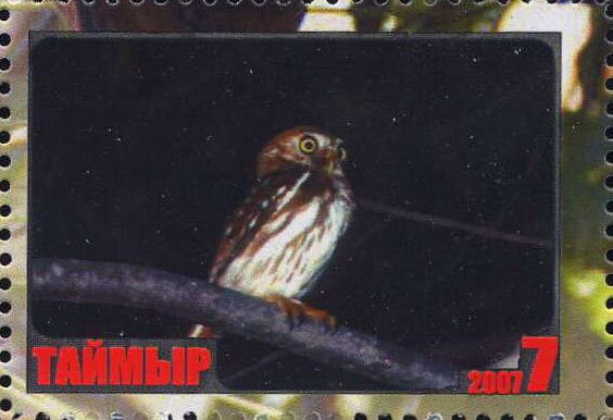 Owl