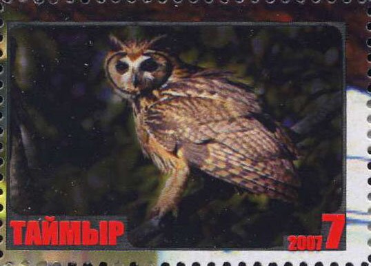 Owl