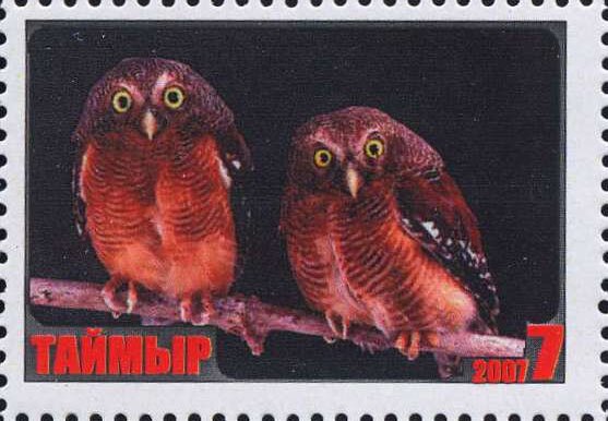 Owl