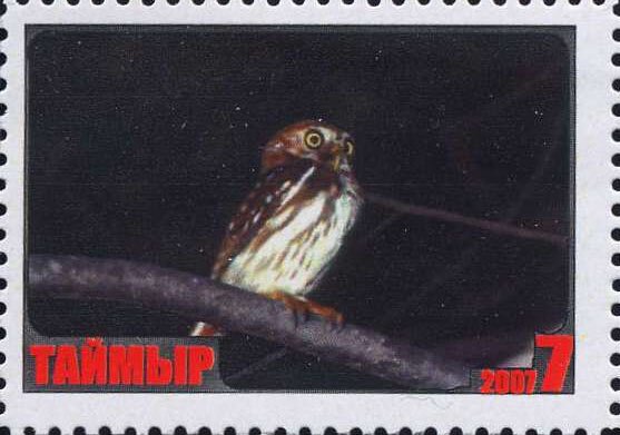 Owl