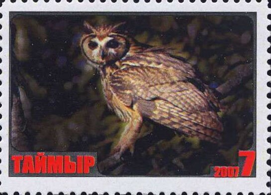 Owl
