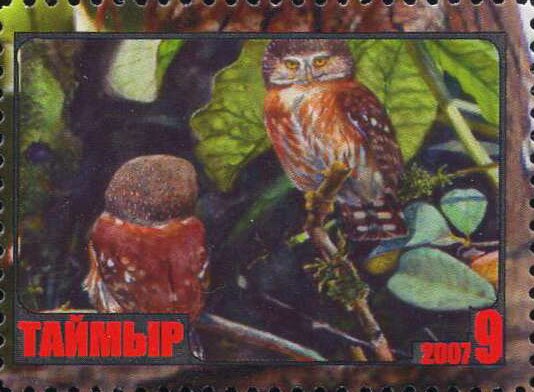 Owl