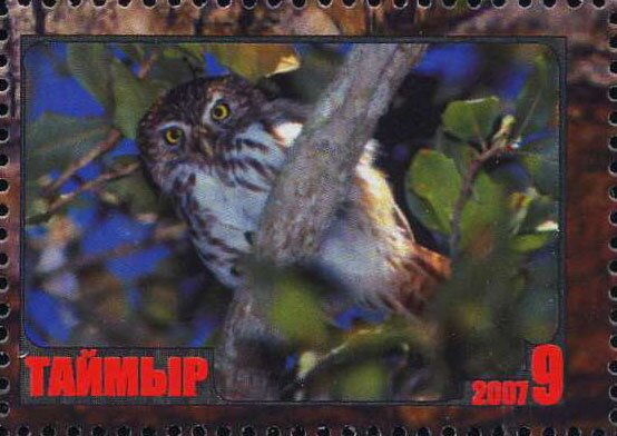 Owl