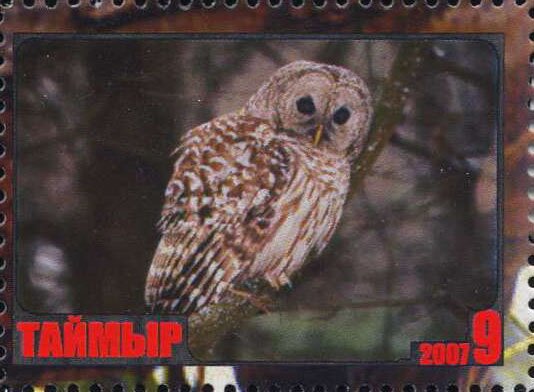 Owl