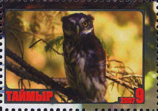 Owl
