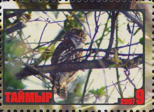 Owl
