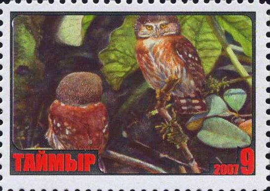 Owl