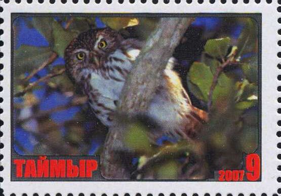 Owl