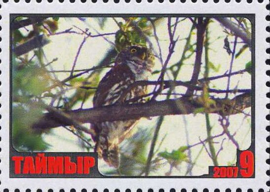 Owl