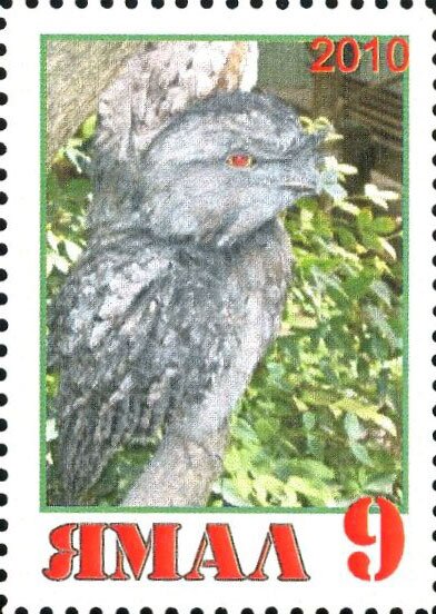 Owl