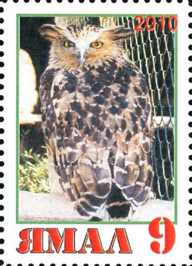 Owl