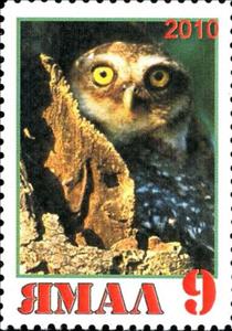 Stamp, Owl, Cinderellas,  , Animals (Fauna), Birds, Birds of Prey, Owls