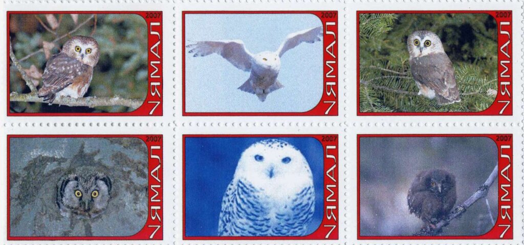 Owls