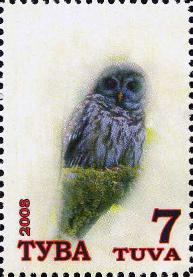 Owls
