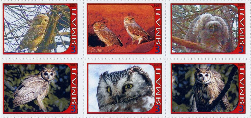 Owls