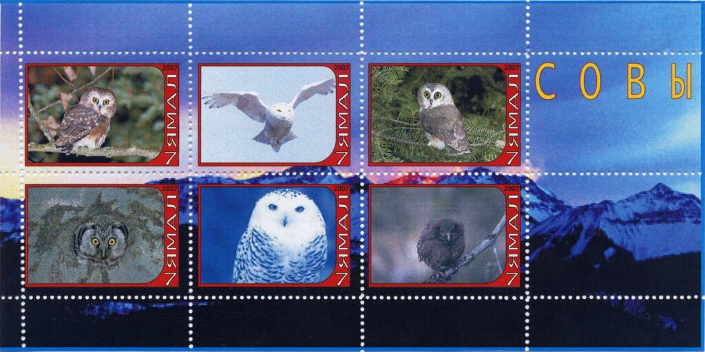 Owls