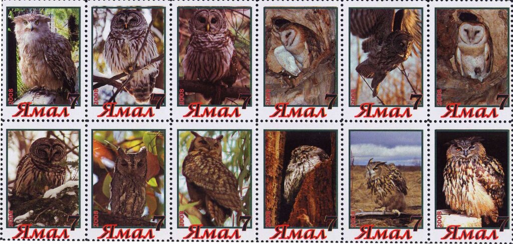 Owls