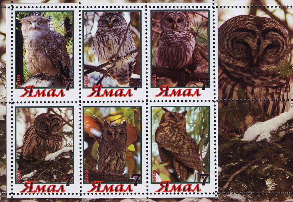 Owls