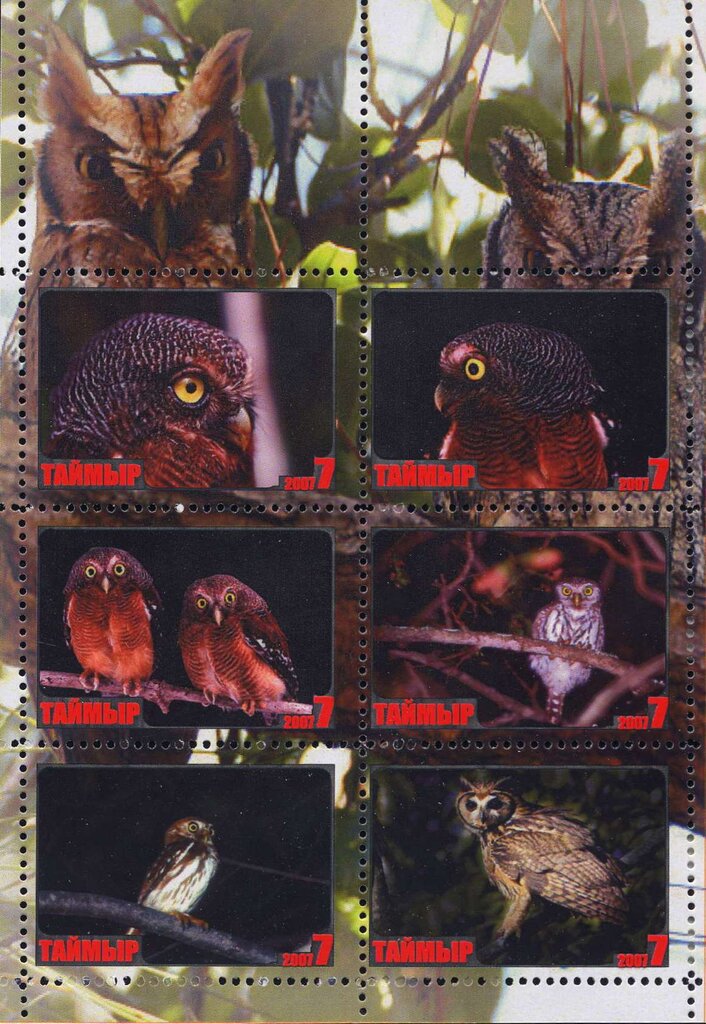 Owls