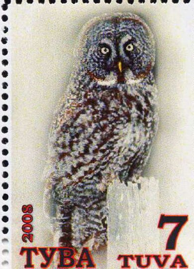 Owls