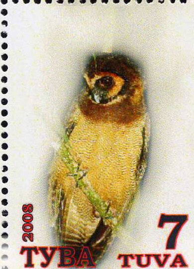 Owls