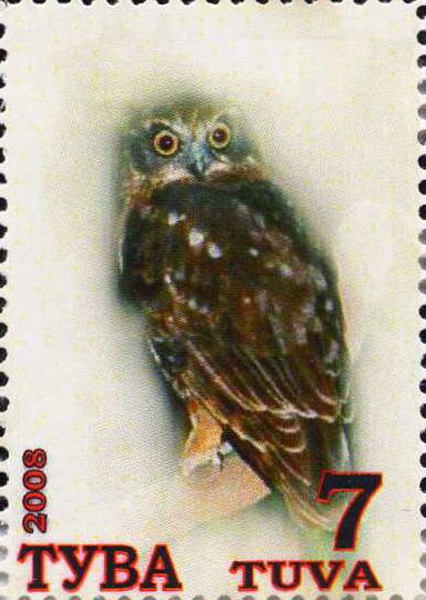 Owls