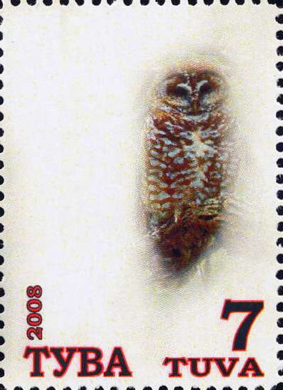 Owls