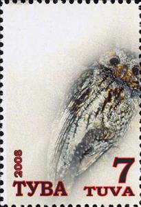 Stamp, Owls, Cinderellas,  , Animals (Fauna), Birds, Owls
