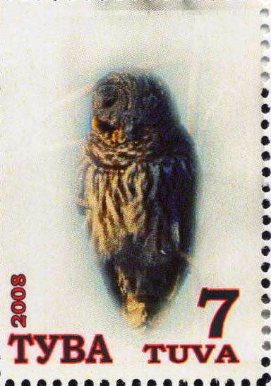 Owls